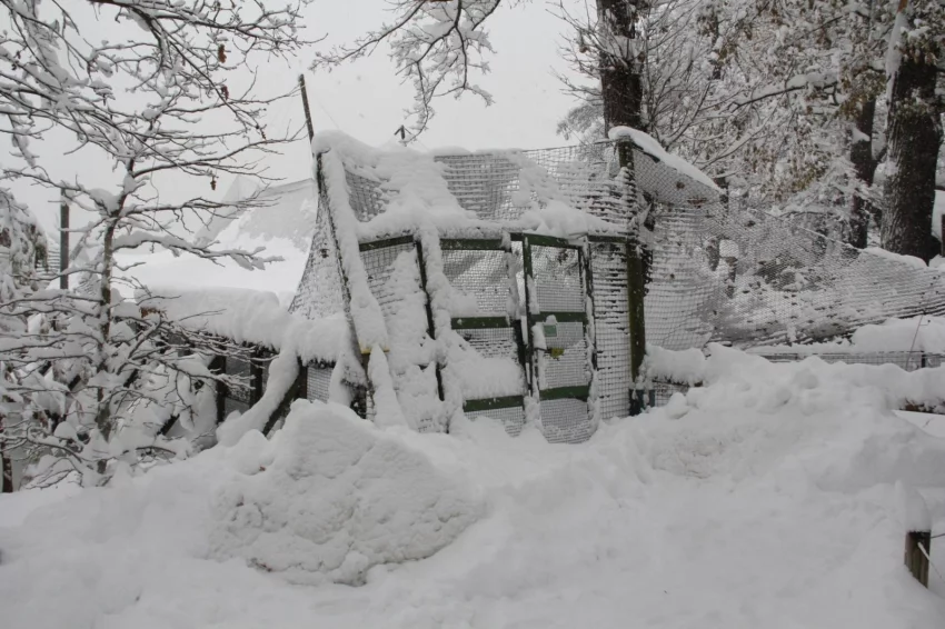 ZOO Hluboká je dočasně uzavřená. Sníh poničil voliéry, někteří ptáci uletěli