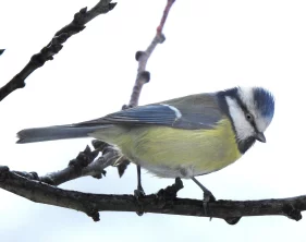 Zásady zimního přikrmování ptáků