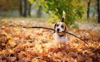 Praha jako dog-friendly město?