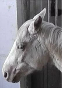 Pain face – výraz koně, trpícího bolestí
