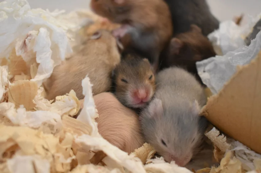 Křečci syrští jsou vysoce teritoriální zvířata. Už mezi 5. a 8. týdnem věku se začnou mláďata mezi sebou bít o své teritorium a začne docházet ke krvavým potyčkám