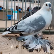 Čejky a lysky  na výstavě v Chlumci nad Cidlinou