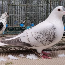 Čejky a lysky  na výstavě v Chlumci nad Cidlinou