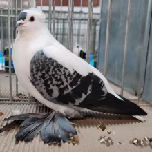 Čejky a lysky  na výstavě v Chlumci nad Cidlinou