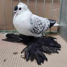 Čejky a lysky  na výstavě v Chlumci nad Cidlinou