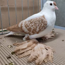 Čejky a lysky  na výstavě v Chlumci nad Cidlinou