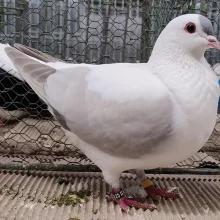 Čejky a lysky  na výstavě v Chlumci nad Cidlinou