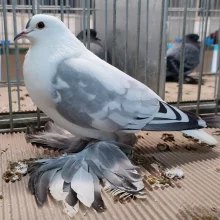 Čejky a lysky  na výstavě v Chlumci nad Cidlinou