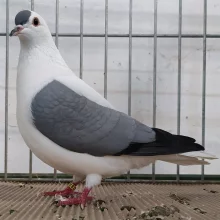 Čejky a lysky  na výstavě v Chlumci nad Cidlinou