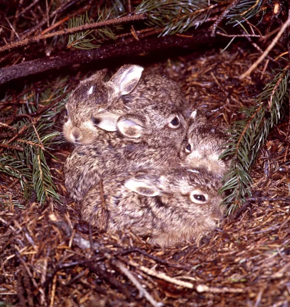 Zcela mladí zajíčci se zpočátku drží pospolu