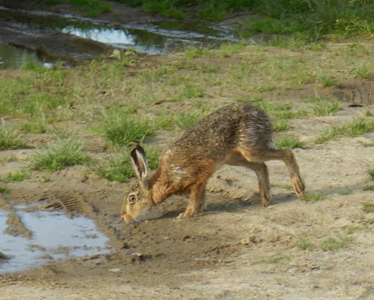 Zajíc si k vodě jen přičichne