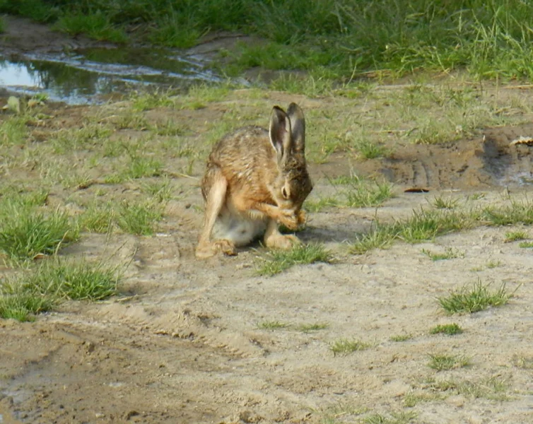 Občas je potřeba uhladit si vousy