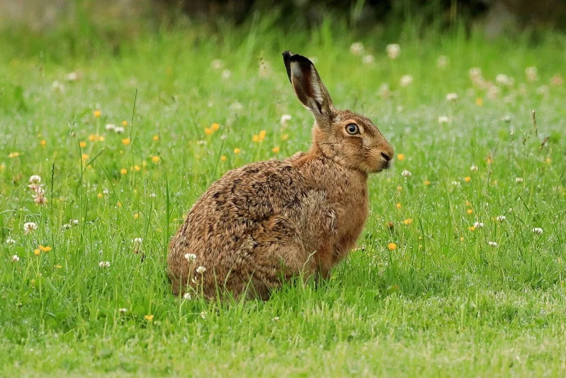 Zajíc polní Lepus europaeus, Pallas, 1778