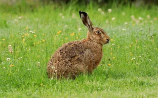 Zajíc polní Lepus europaeus, Pallas, 1778