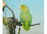 Papoušíček vrabčí – Forpus passerinus (Linnaeus, 1758)