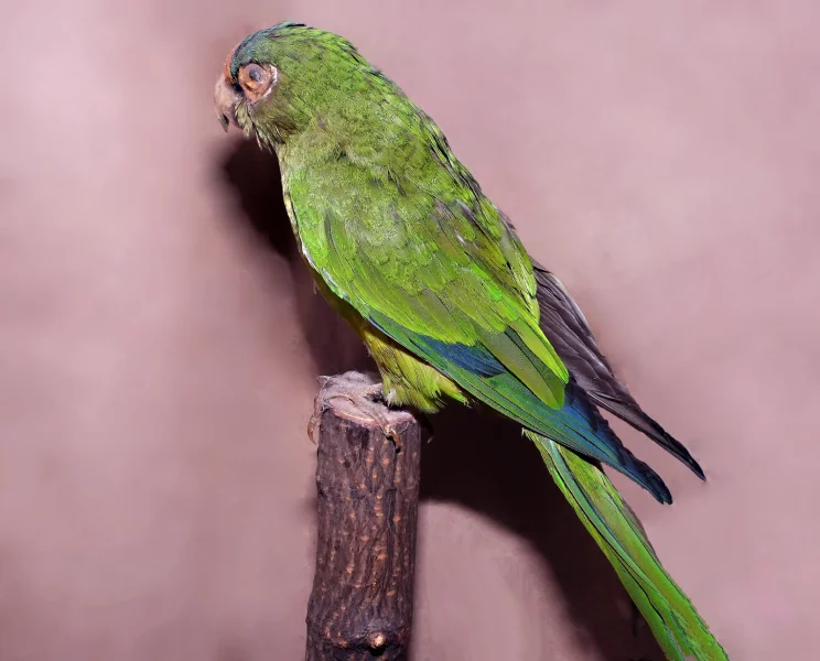 Papoušek aratinga oranžovočelý