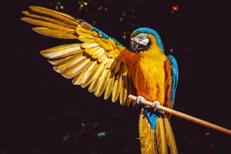 Papoušci a jejich křídla