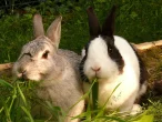 Prevence trávicích onemocnění mladých rostoucích králíků