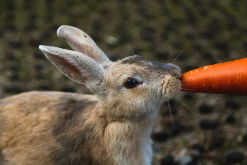 Výživa a krmení králíků – je to věda ??? (1. část)