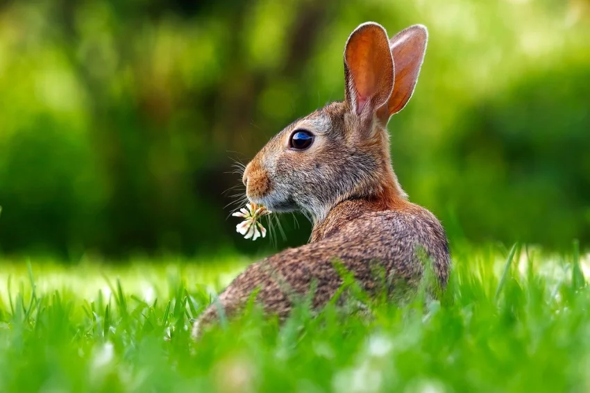 Výživa a krmení králíků – je to věda ??? (3. část)