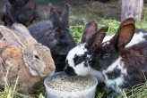 Výživa a krmení králíků – je to věda ??? (3. část)