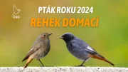 Pták roku – populární anketa České společnosti ornitologické