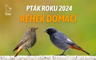 Pták roku – populární anketa České společnosti ornitologické