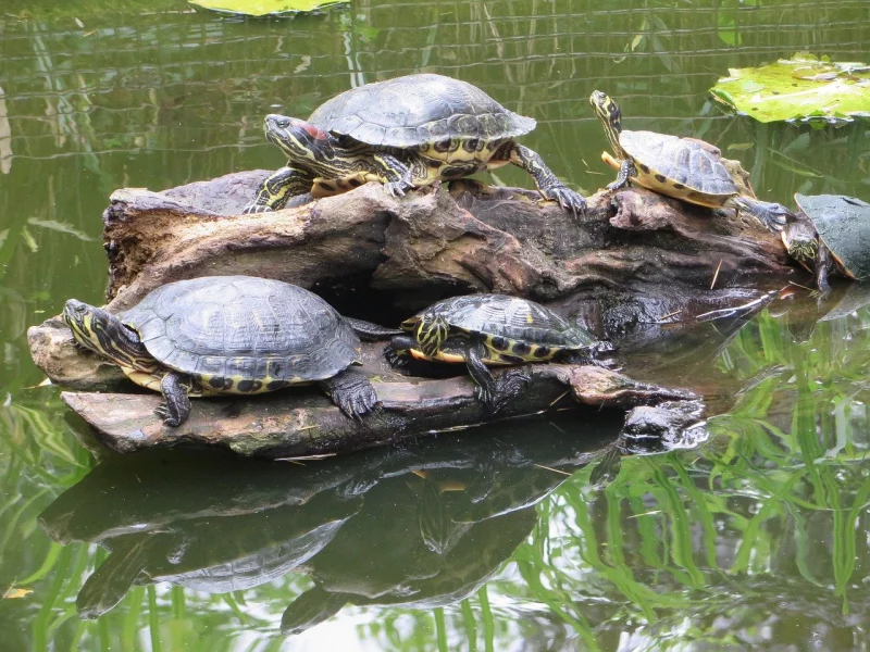 Vodní želvy rodu Trachemys