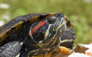 Vodní želvy rodu Trachemys