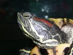 Proč nevenčit vodní želvu