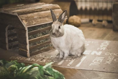 Ječmen u králíků, nadbytek pečiva...možný problém?