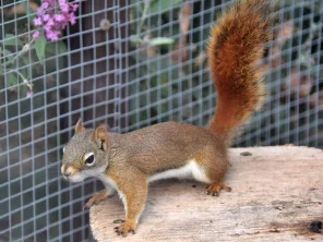 Čikarí červený – chov nenáročné veverky