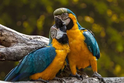 Jsou minerály nutné ve výživě papoušků?