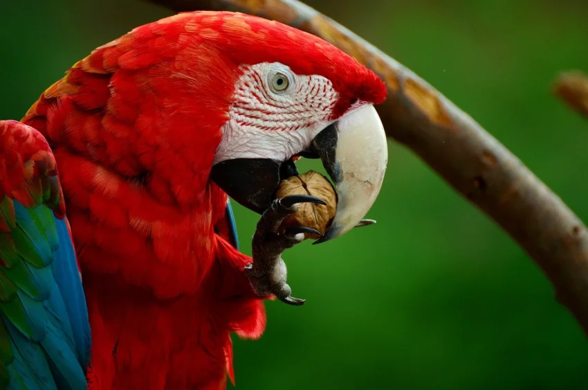 Jsou ve výživě papoušků minerály nutné?