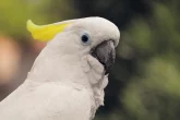 Kakadu jako domácí mazlíček