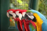 Je pro papoušky přirozená středoevropská zima?