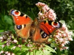 Základní informace o motýlech