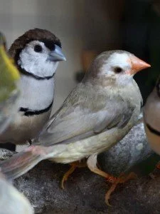 Chov astrildů bělolících a astrildů rákosních