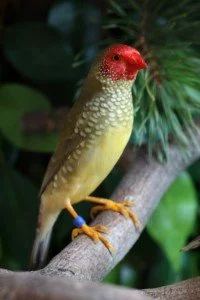 Chov astrildů bělolících a astrildů rákosních