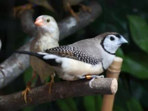 Chov astrildů bělolících a astrildů rákosních