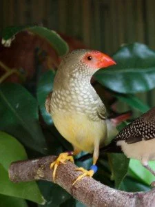 Chov astrildů bělolících a astrildů rákosních