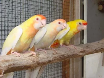 Základy genetiky II.