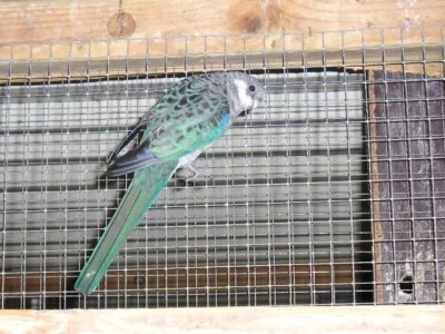 Základy genetiky II.