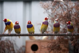 Společný chov drobných exotů