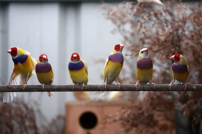 Společný chov drobných exotů