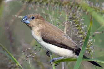 Stříbrozobka zpěvná a její chov