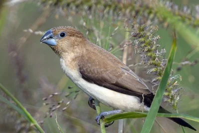Stříbrozobka zpěvná a její chov