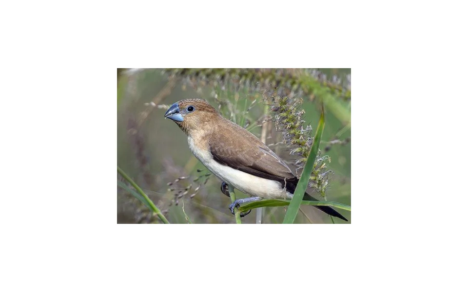 Stříbrozobka zpěvná a její chov