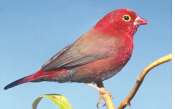 O ornitologii a názvosloví ptáků