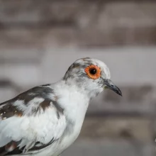 Ruční dokrmování holoubka diamantového